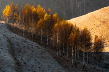 Sabah güneşinin vurduğu tepenin iki yamaçlı yaban ağaçlarının oluşturduğu bir bölge, arka planda Romanya 'nın batısındaki kayalıklar, ağaçların oluşturduğu entrikalar.