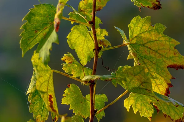 Vine leaves bathed by warm autumn sunlight.