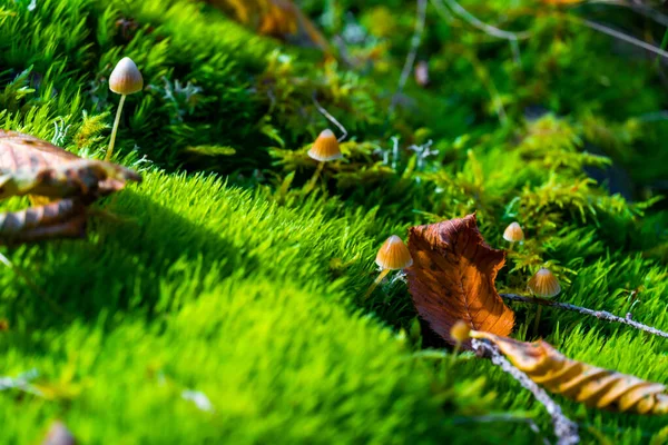 生长在苔藓中的白色棕色野生蘑菇. — 图库照片