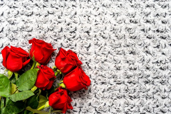 Red roses over knitted blanket for Valentines day