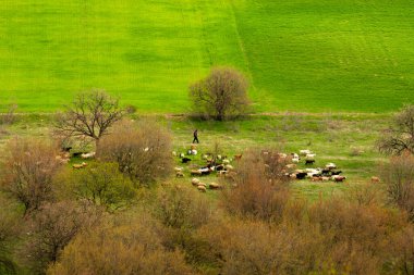 Çoban keçi sürüsü ve koyun sürüsüyle yürüyor.