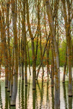 Alacakaranlıkta çamurlu suda ince ağaçlar