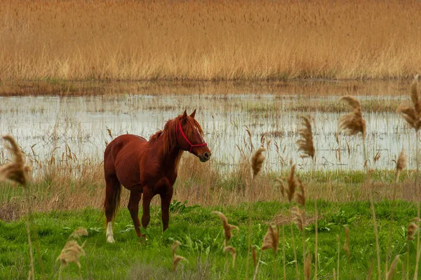 Ritratto di cavallo bruno vicino alla palude con canna secca — Foto Stock