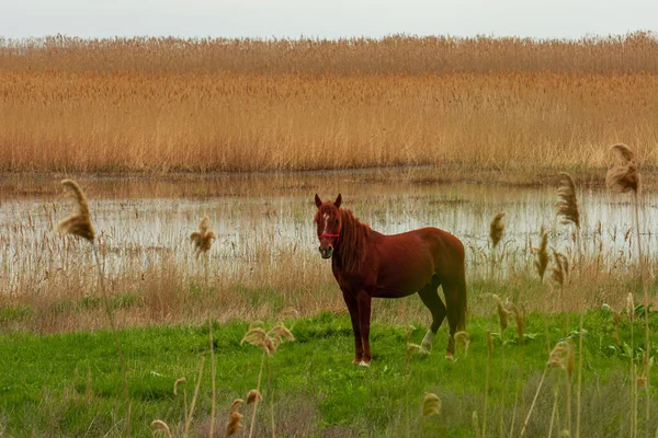 Braunes Pferd weidet auf einer Wiese in der Nähe des Sees — Stockfoto