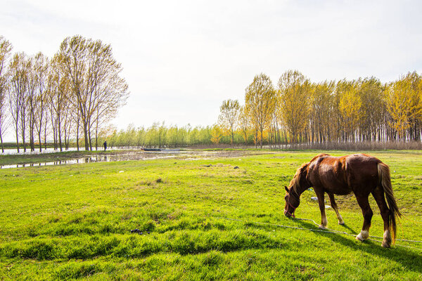 Brown horse grazing grass on a meadow