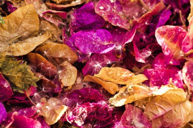 Yerde çok renkli yapraklar ve karahindibalar.