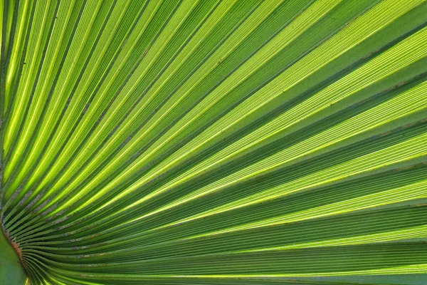 Крупним планом яскраво-зелена текстура листя пальми — стокове фото