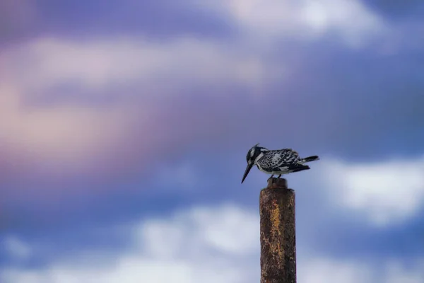 Woodpecker standing on column with cloudy sky — Stock Photo, Image