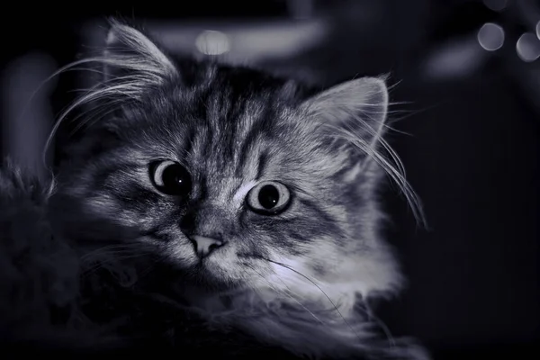 Monochromatic photo of cat with long fur — Stock Photo, Image