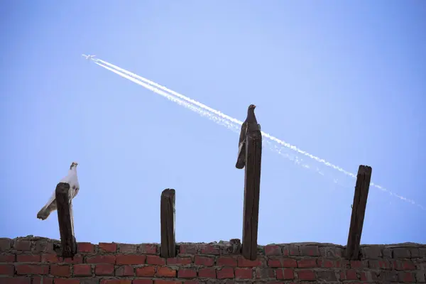 Pombos empoleirados em paus de madeira com um avião no céu — Fotografia de Stock
