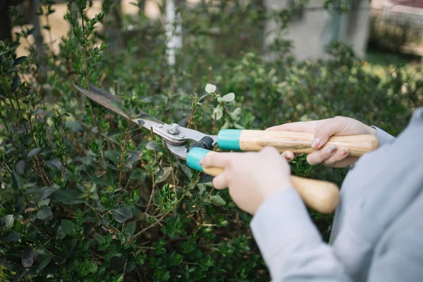 Close-up of female hands trimming bushes in garden — Stok Foto