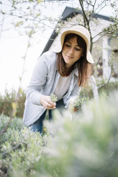 Wanita muda dengan topi mengumpulkan herbal dari halaman belakang — Stok Foto