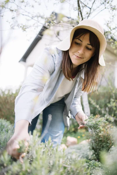 Wanita cantik dengan topi memetik rosemary dari kebun — Stok Foto