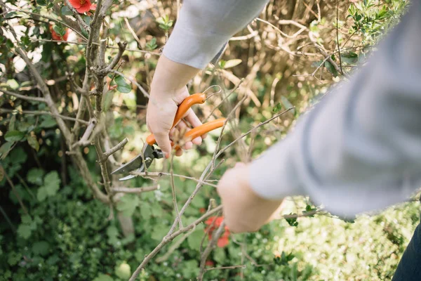 Tangan wanita memegang gunting taman memotong ranting — Stok Foto