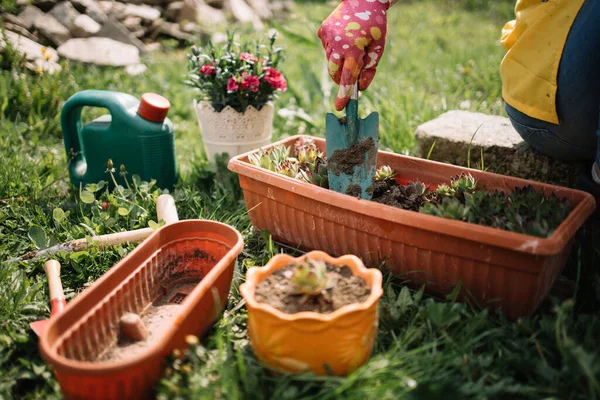 Wanita yang ditanam bunga menggunakan sekop tangan — Stok Foto