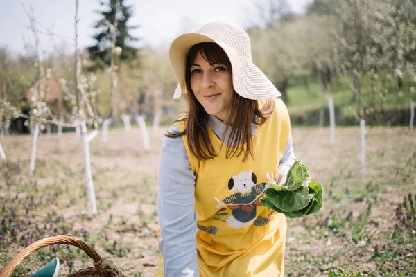 Wanita tukang kebun berdiri di taman dan memegang daun bayam — Stok Foto