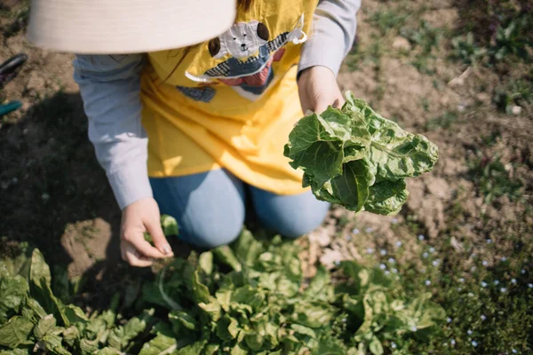 Vista superior de la niña cosechando lechuga para ensalada fresca —  Fotos de Stock