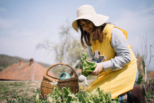 Wanita fokus dengan topi merobek daun selada — Stok Foto