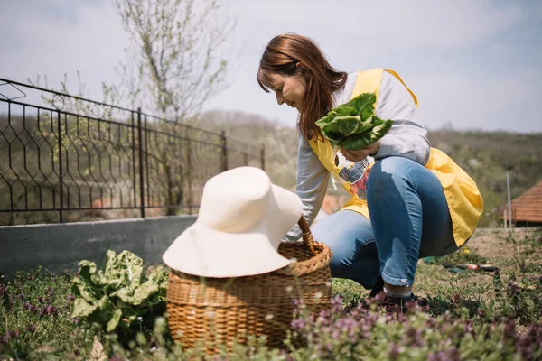 Wanita tukang kebun berjongkok di taman dan memetik daun — Stok Foto