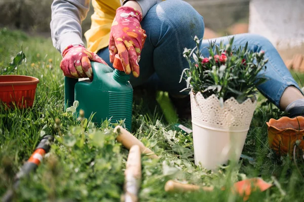 Nahaufnahme von Topf mit Blumen im Garten Stockbild