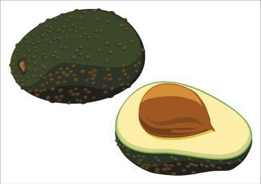 avocado, fruit shown on a white background clipart