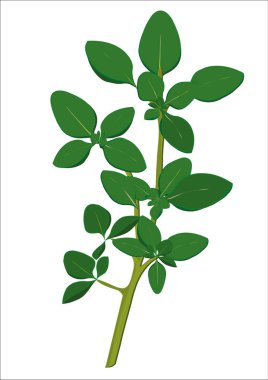 rametto di origano fresco