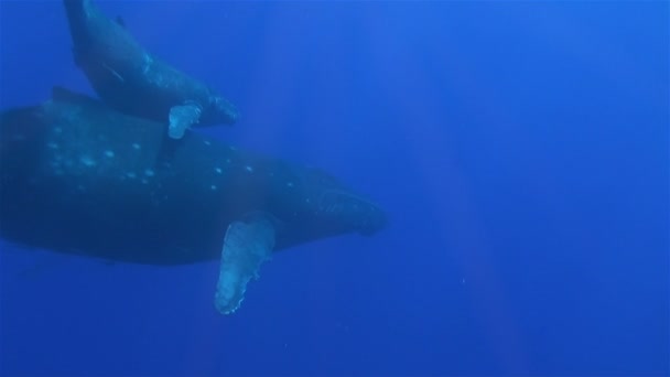 Bebé ballena jorobada y madre Wale de cerca Buceando juntos en el mar azul profundo — Vídeo de stock