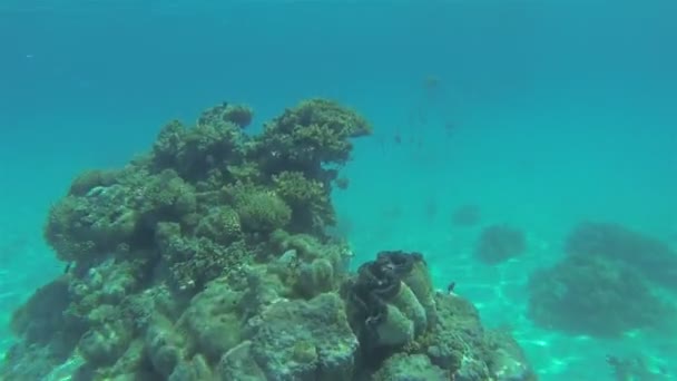 Małże na linii w podwodnej Pearl Farm w Aitutaki Tropikalna laguna Wyspy Cooka — Wideo stockowe