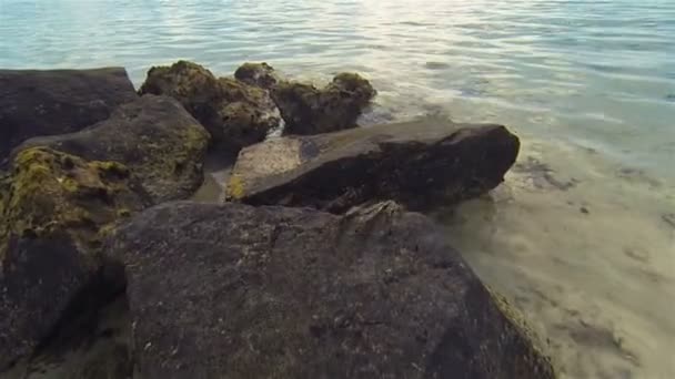 Crabe rampant sur les rochers sur la plage de corail sablonneux tropical.Grand crabe ou crabe géant sautant — Video