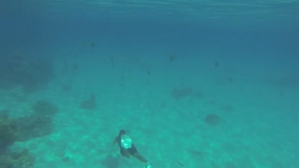 Plongée libre sur des palourdes géantes à la ligne de perles sous-marines dans le récif de la lagune d'Aitutaki — Video