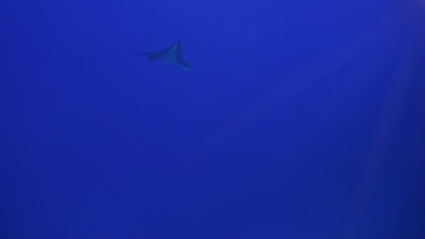 Eagle Ray Stingray Or White Spotted Sea Ray Swimming & Gliding In Deep Blue Sea — Stock Video