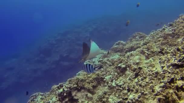 Adlerrochen oder weiß gefleckte Rochen schwimmen im blauen Meer am Korallenriff — Stockvideo