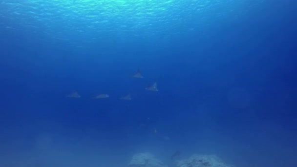 Adlerrochen oder weiß gefleckte Rochen oder Stachelrochen schwimmen gemeinsam im tiefblauen Meer — Stockvideo