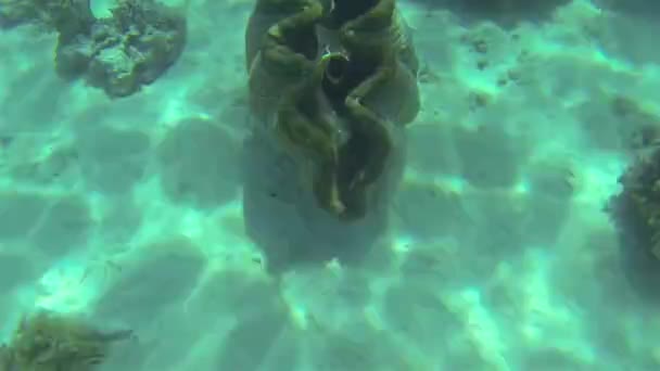 Giant Clam Close Up alias Tridacna Gigas In Underwater Pearl Farm Aitutaki Cook Islands — Stock video