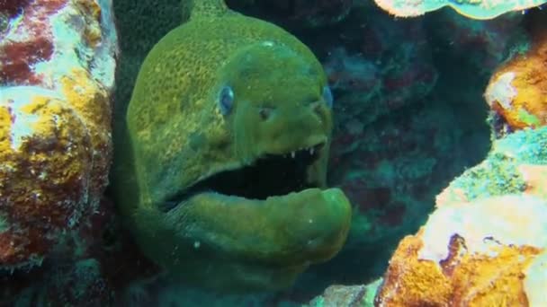 Enguia moray verde gigante perto com a mandíbula quebrada balançando no mar colorido do recife de coral — Vídeo de Stock