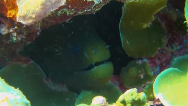 Зеленый Морей Угорь лица крупным планом в красочных коралловых рифов Дыра выглядит опасным — стоковое видео