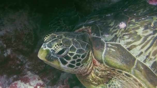 Zöld teknős vagy tengeri teknős vagy csendes-óceáni zöld tengeri teknős arc közelről korallzátony — Stock videók