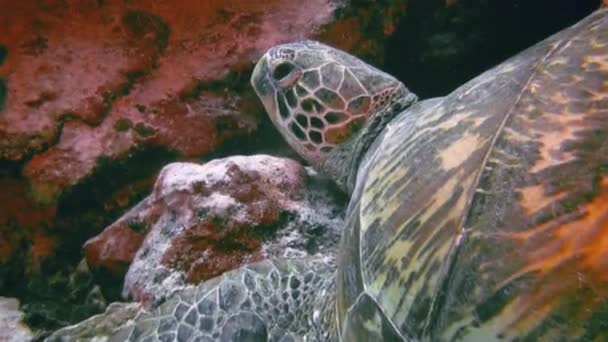 Zielony żółw lub żółw morski lub Pacyfik Zielona głowa żółwia morskiego zbliżyć w rafie koralowej — Wideo stockowe