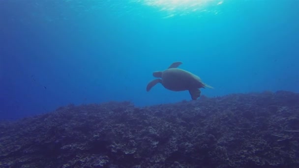 Grøn skildpadde eller havskildpadde eller stillehavskildpadde svømning på farverige rev – Stock-video