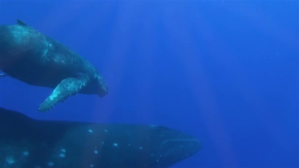 Ballena jorobada y cría Wale Close Up Buceo Mar Azul Profundo Juntos en el Océano Pacífico — Vídeo de stock