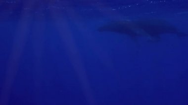 Kambur Balina ve Bebek Galler Kapatın Derin Mavi Denizi Birlikte Pasifik Okyanusunda