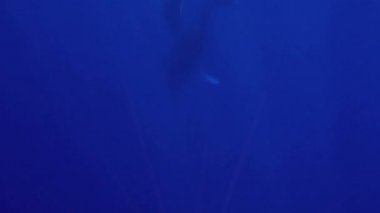 Kambur Balina ve Bebek Galler Derin Mavi Okyanusa Birlikte Dalıyor