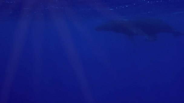 Baleia jubarte e baleia de bebê se aproximam flutuando mar azul profundo juntos no Oceano Pacífico — Vídeo de Stock