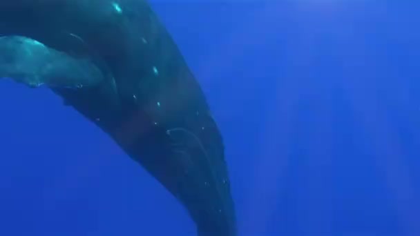 Горбатий кит поглинає глибоке блакитне море на островах Кука в південній частині Тихого океану — стокове відео