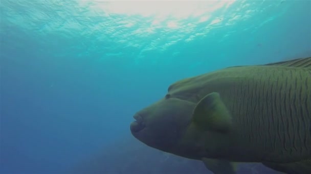 Humphead Wrasse, Napoleonfish ή Napoleon Wrasse Κολύμβηση κάτω από καταδύσεις βάρκα Σιλουέτα — Αρχείο Βίντεο