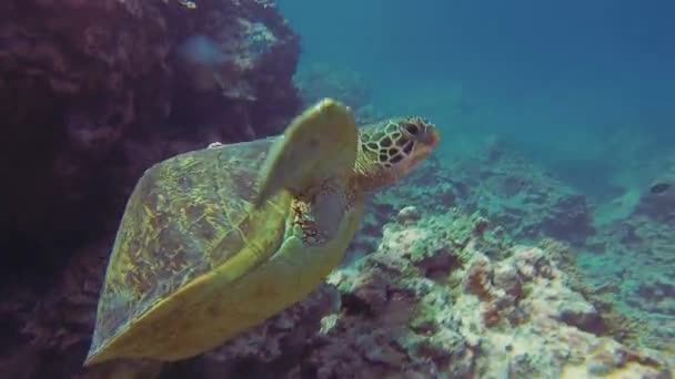 Tortuga jorobada o tortuga verde o tortuga marina de cerca con cáscara jorobada inusual — Vídeos de Stock