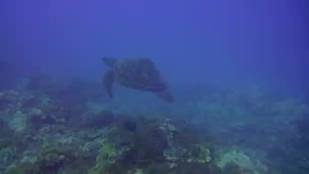 海の中で珍しいハンプシェルを持つフンバックカメや緑のカメやウミガメ — ストック動画