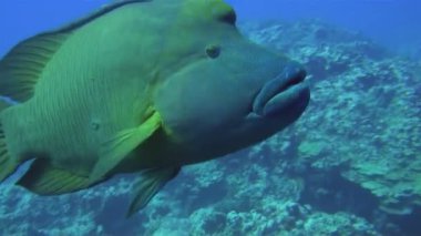 Yaralı Humphead Wrasse, Napolyon Balığı ya da zıpkın yarası olan Napoleon Wrasse