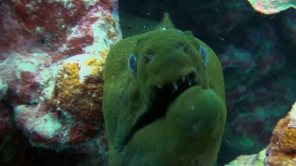 Velký zelený úhoř Moray zblízka se zlomenou čelistí v barevném korálovém útesu Tichého oceánu — Stock video