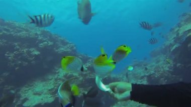 Napolyon Balığı, Humphead Wrasse veya Napolyon Yemleme ve Denizde Yakın Yeme
